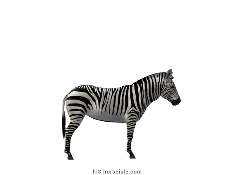 Mountain Zebra White Striped Coat (right view)